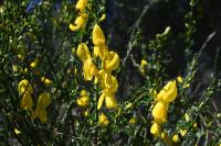 Cytisus scoparius