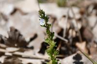 Veronica serpyllifolia