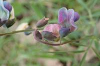 Lathyrus linifolius
