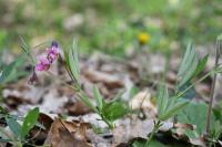Lathyrus linifolius