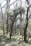 Juniperus communis