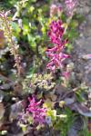Fumaria officinalis