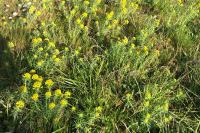 Euphorbia cyparissias