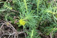 Euphorbia cyparissias
