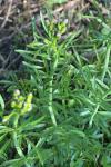 Cardamine pratensis