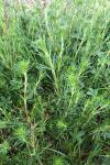 Galium verum
