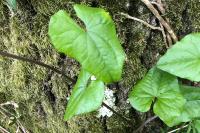 Dioscorea communis