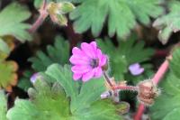 Geranium molle