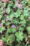 Geranium molle