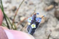 Myosotis discolor