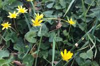 Ficaria verna