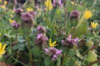 Lamium purpureum
