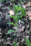 Polygonatum multiflorum