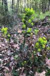 Euphorbia amygdaloides