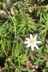 Anemone nemorosa