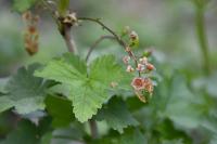 Ribes rubrum