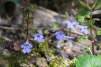 Glechoma hederacea
