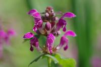 Lamium maculatum