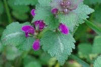 Lamium maculatum