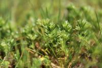 Scleranthus annuus
