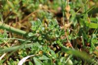 Herniaria glabra