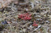 Crassula tillaea