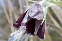 Pulsatilla rubra