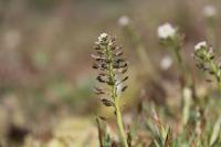 Teesdalia nudicaulis