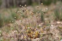 Spergula pentandra