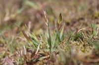 Anthoxanthum aristatum