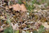 Cerastium pumilum