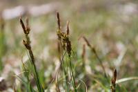 Carex liparocarpos