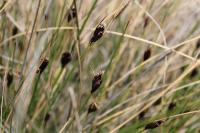 Schoenus nigricans