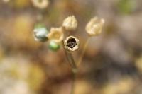 Spergula pentandra