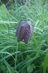 Fritillaria meleagris