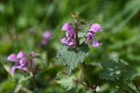 Lamium maculatum