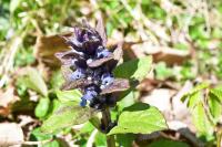 Ajuga reptans