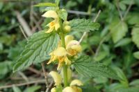 Lamium galeobdolon