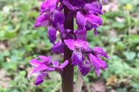 Orchis mascula