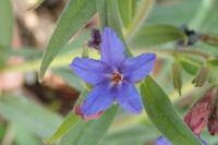 Aegonychon purpurocaeruleum