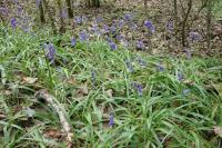 Hyacinthoides non-scripta