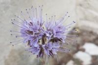 Phacelia tanacetifolia