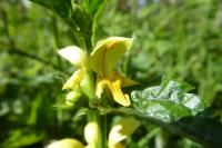 Lamium galeobdolon