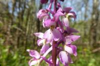 Orchis mascula
