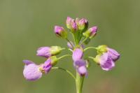 Cardamine pratensis