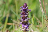 Ajuga reptans