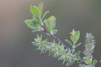 Salix cinerea