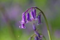 Hyacinthoides non-scripta