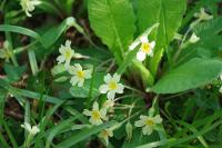 Primula vulgaris