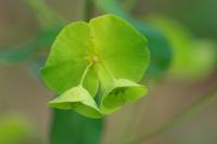 Euphorbia amygdaloides